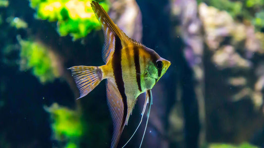 Akua Design - Les aquariums d'eau douce : tout ce que vous devez savoir