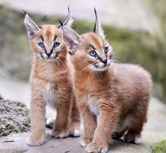 Le Salon des animaux exotiques de St-Hyacinthe - octobre 2023