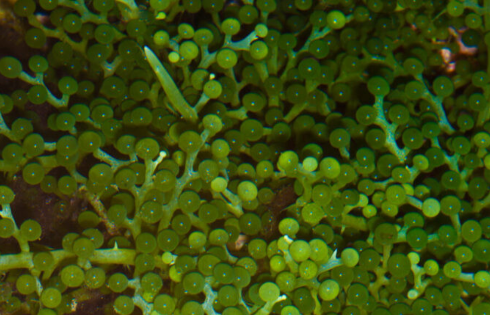 caulera racemosa - macroalgue.