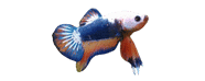 Logo de Aquarium du Nord
