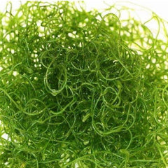 Chaetomorpha